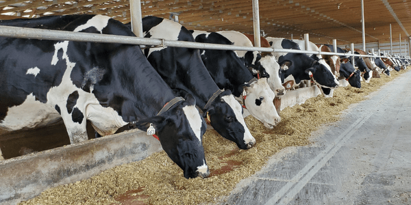 Dairy Farm Facts  American Dairy Association North East