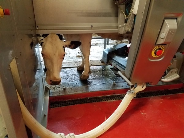 Cow hooked up to a milking machine