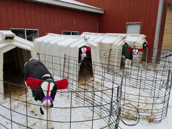 calfs wearing winter clothing on a snowy day