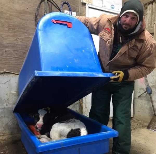 Man helping a calf in a heat dryer box