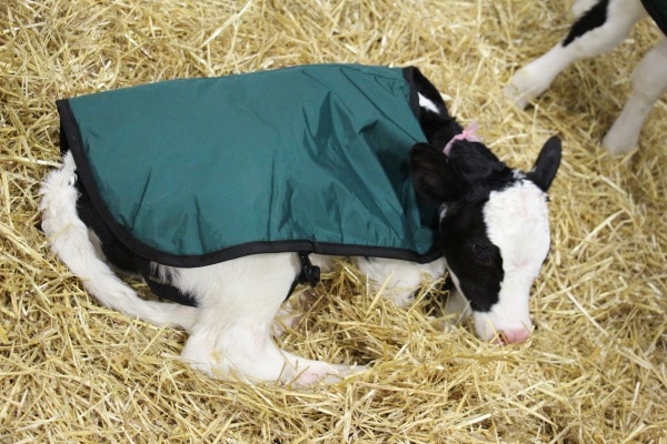 calf in a green jacket