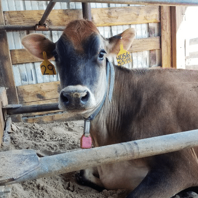 cow laying down