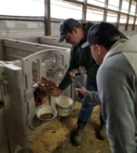 farmer showing a calf to virtual farm tour group
