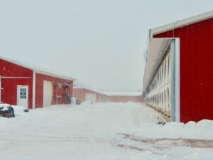 blustery snow storm around a red barn
