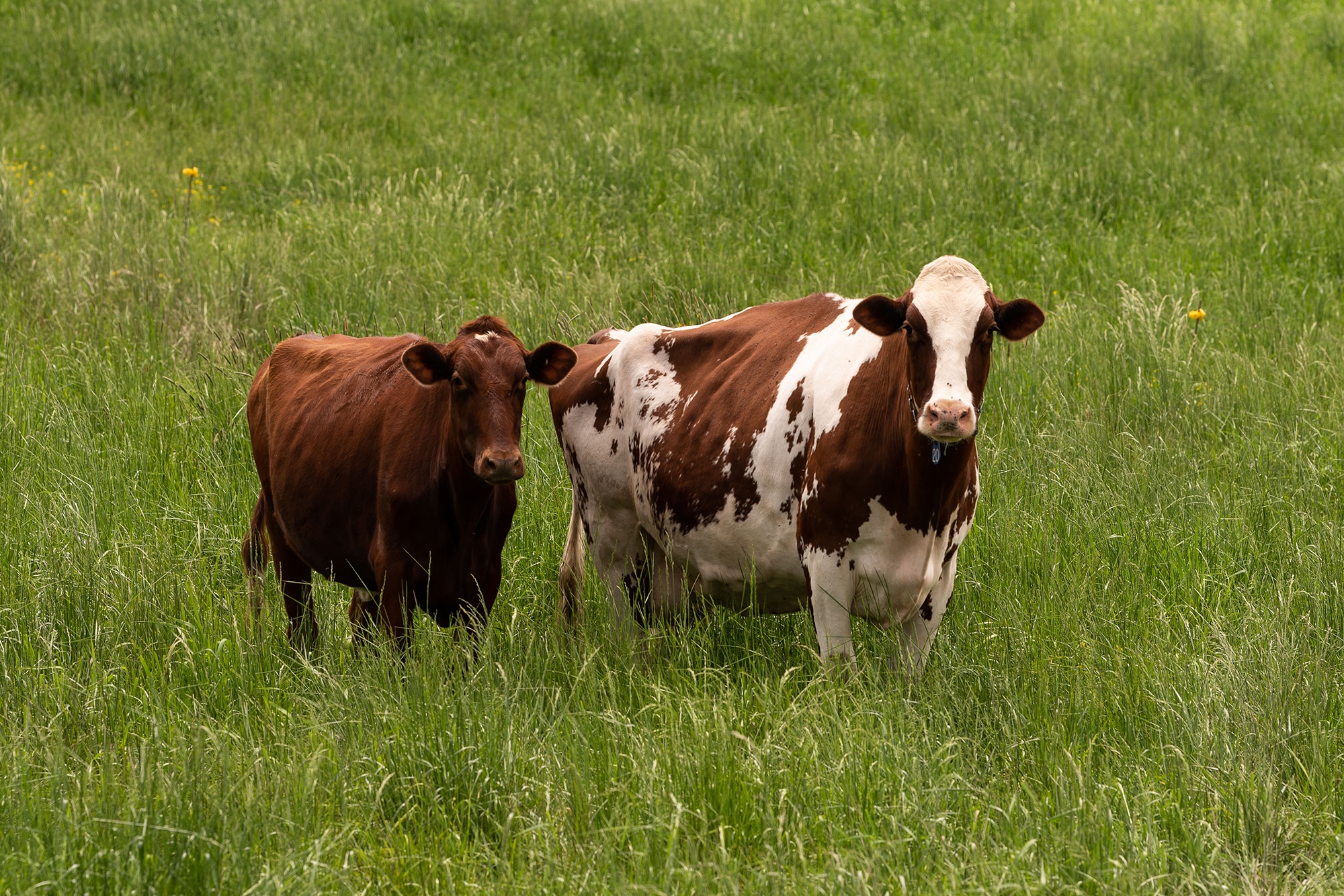 Famous Cows of the World | American Dairy Association NE