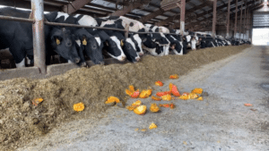 cows eating leftover pumpkins