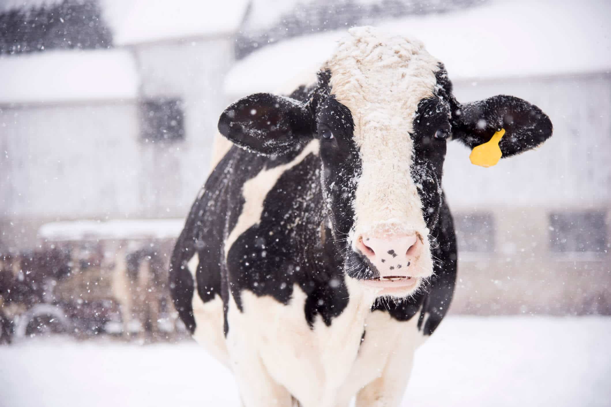 How Do Cows Stay Warm In The Winter?