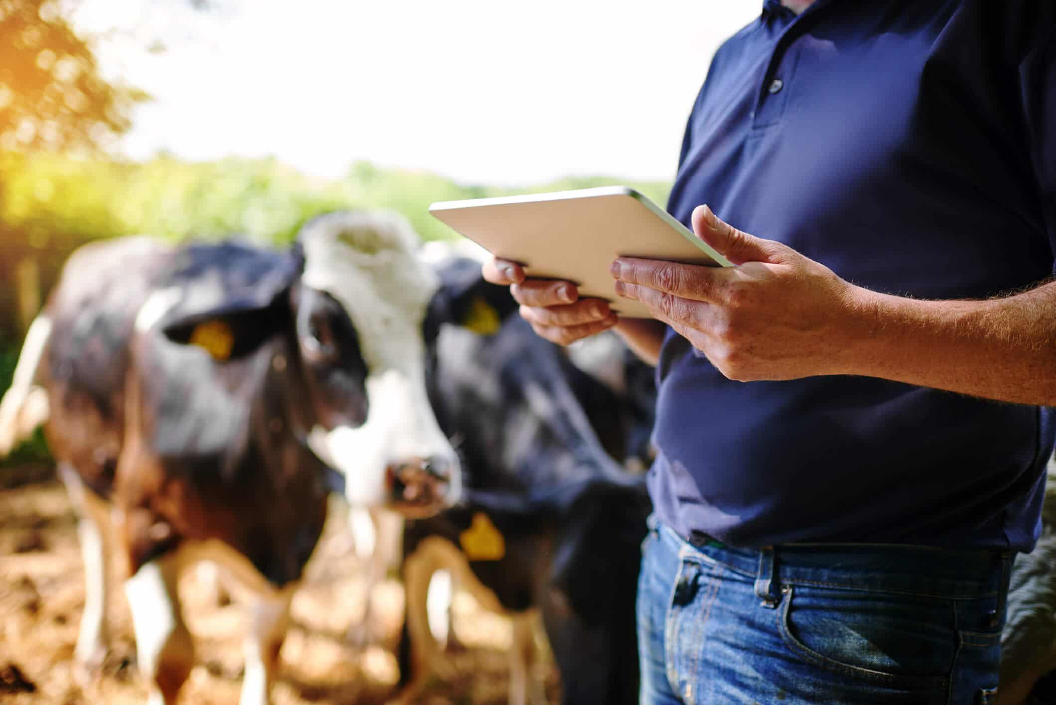 Man holding a tablet in front of cows