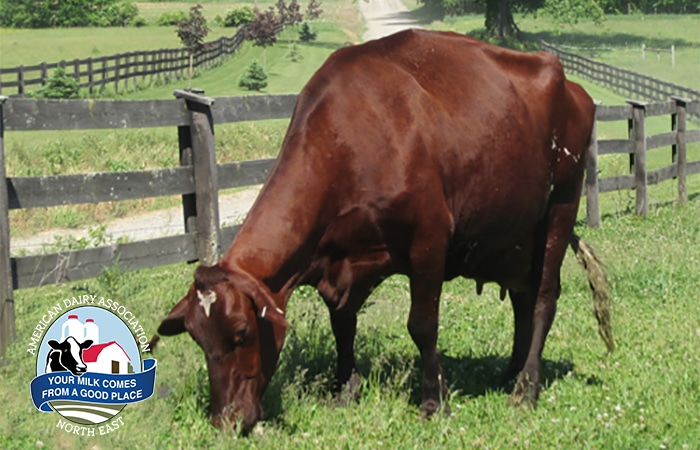cow image - Meet the Milking Shorthorn
