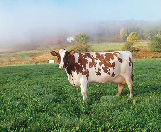 cow image - Meet Ms. Ayrshire