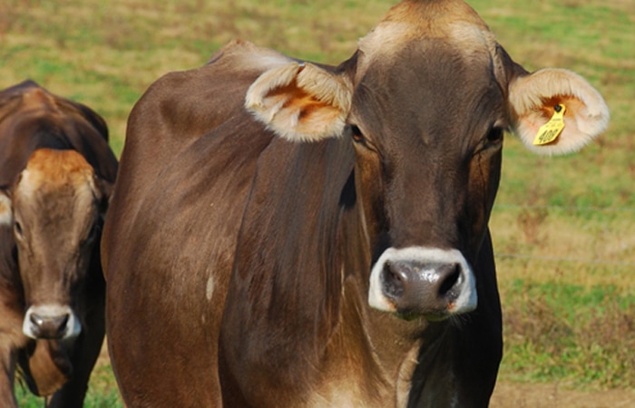 cow image - Meet the Brown Swiss