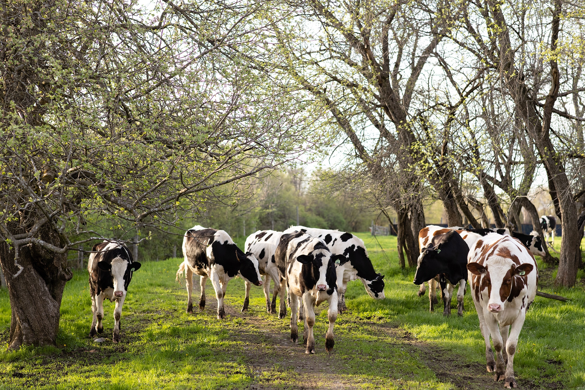 Cows grazing in a field shaded by trees