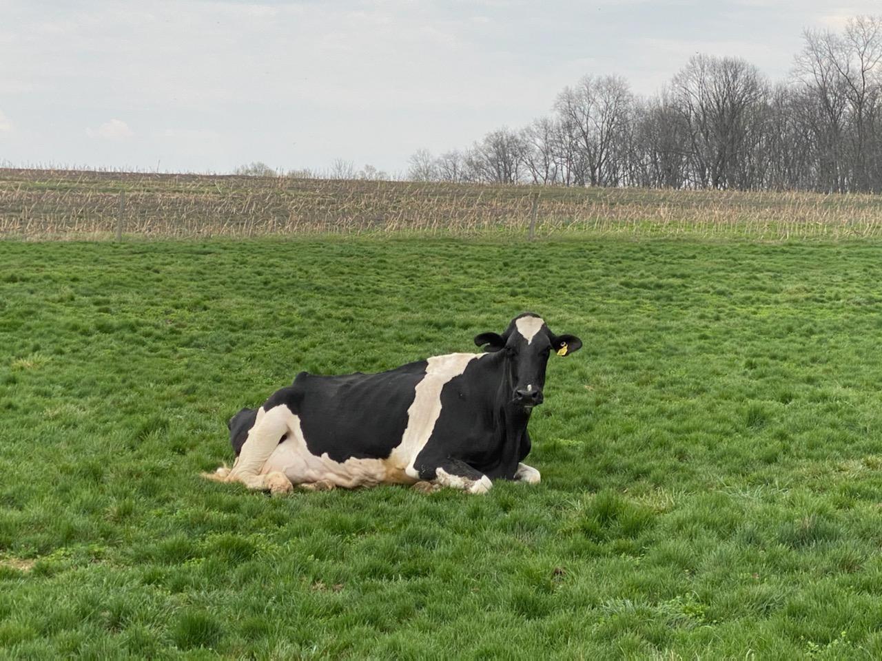 Cow laying down in a field