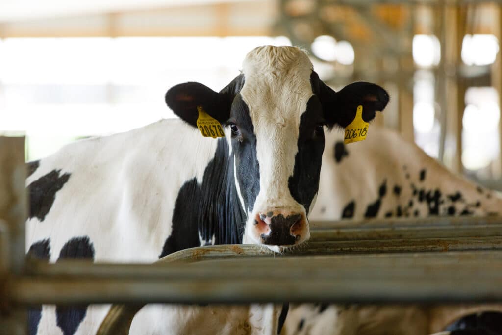 Holstein Cow Facts | American Dairy Association North East