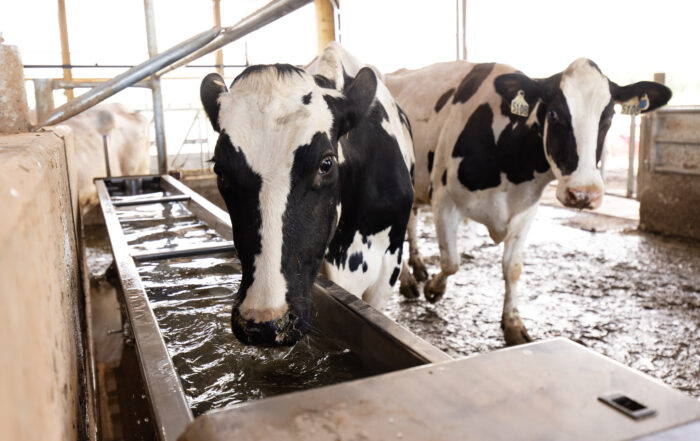 Cows drinking fresh cool water to help regulate body temperature.