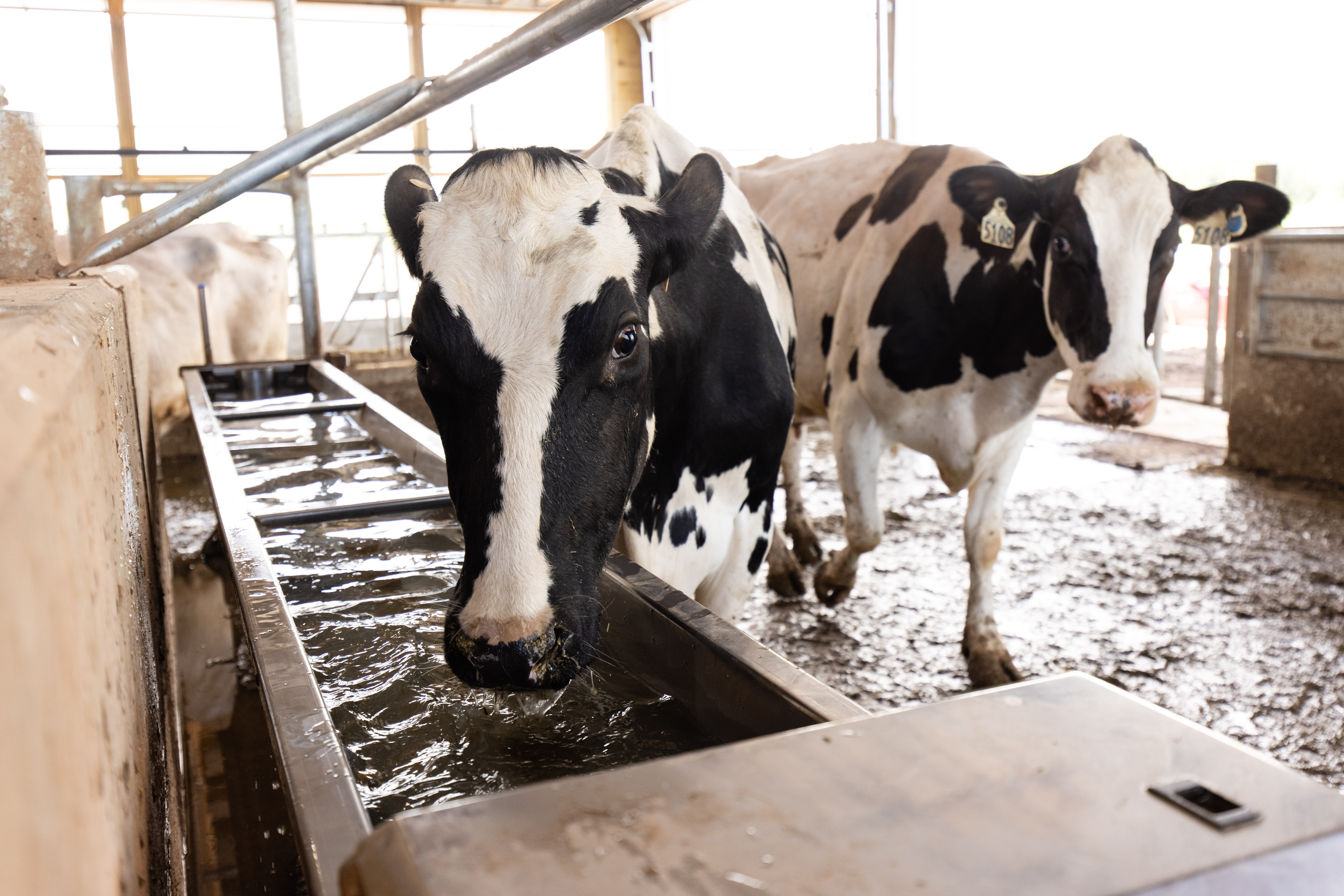 7 Ways Dairy Farmers Help Cows Beat the Heat