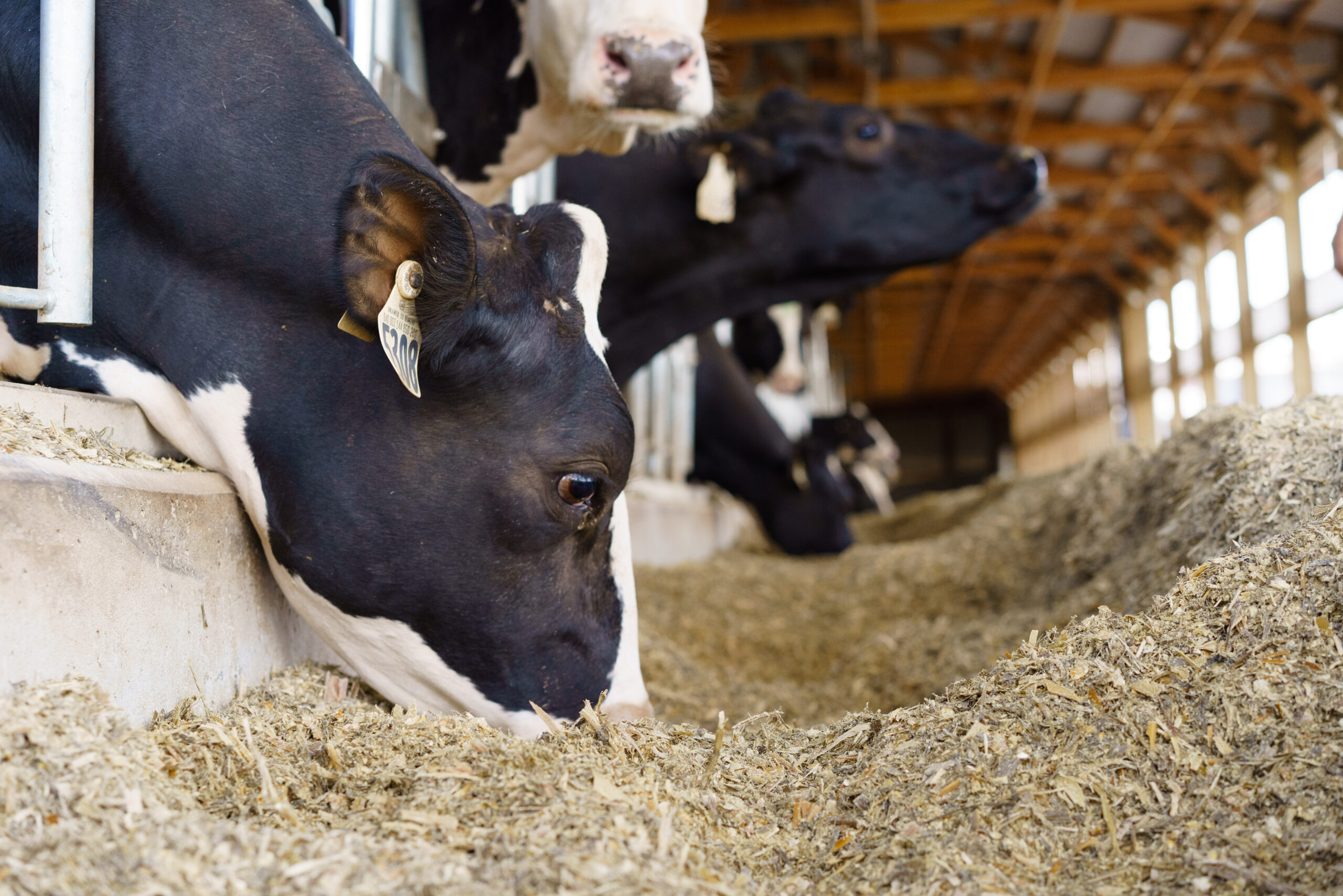 Cows eating during cooler time of the day to help minimize heat.