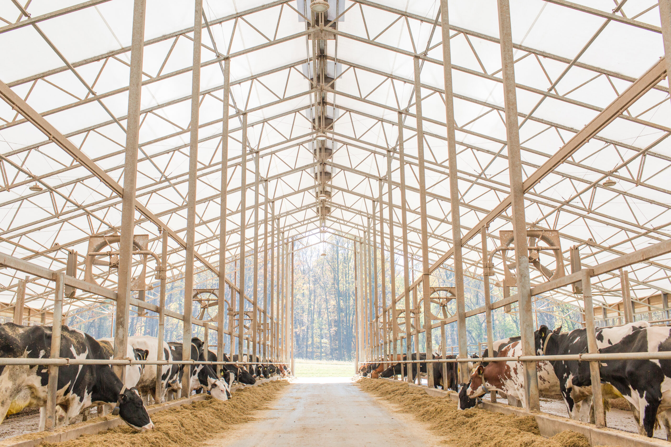 A large airy barn which is optimal for cooling airflow.