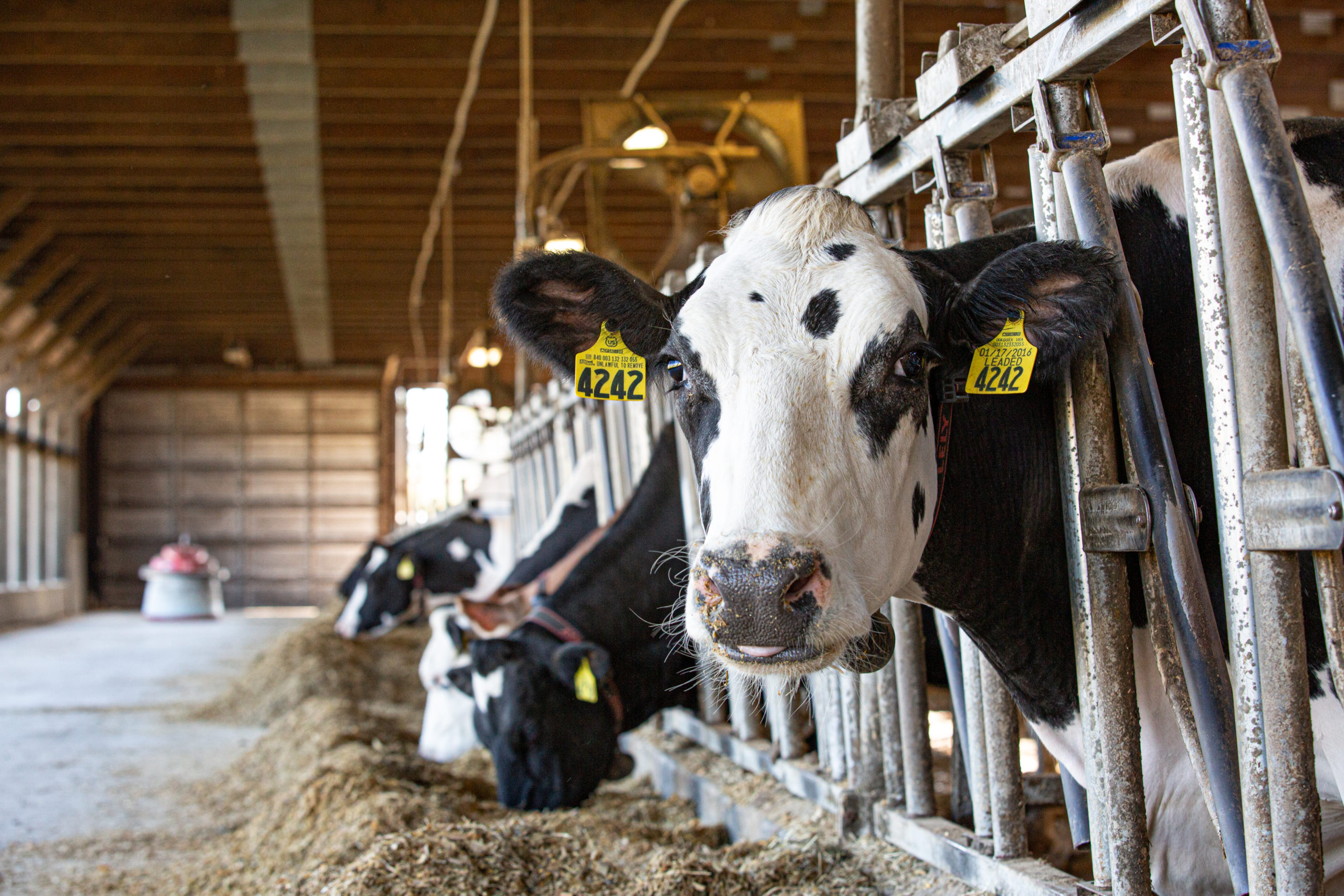 Virtual Farm Tours | American Dairy Association North East