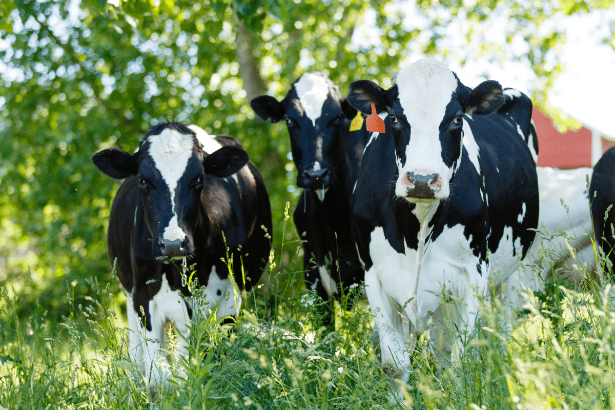 Celebrate National Dairy Month