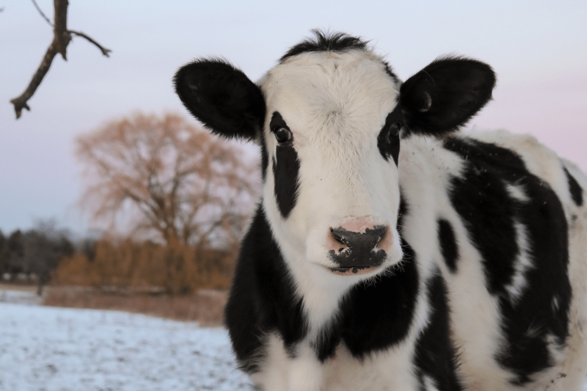 How Do Cows Stay Warm In The Winter?