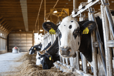 A cow with ear tags stands alongside a line of cows feeding inside a barn.