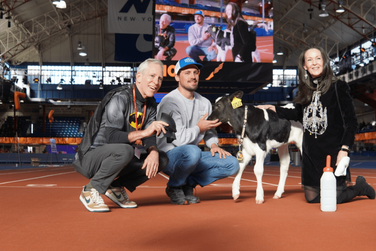 New York City Children ‘Refuel with Chocolate Milk,’ Run with Holstein Calf