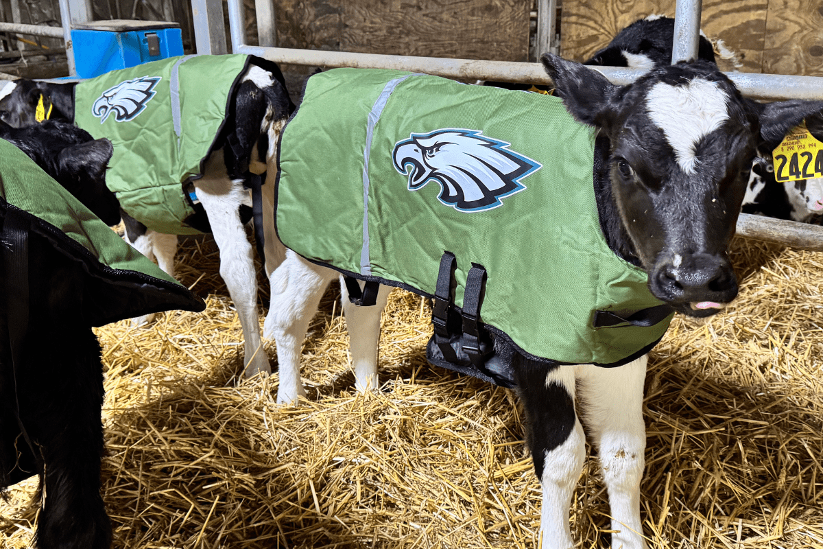 Dairy Farmer Superfan Gears Up Calves and Ice Cream for the Big Game